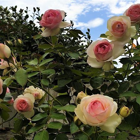 Healesville House - Magnolia House ภายนอก รูปภาพ
