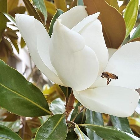 Healesville House - Magnolia House ภายนอก รูปภาพ