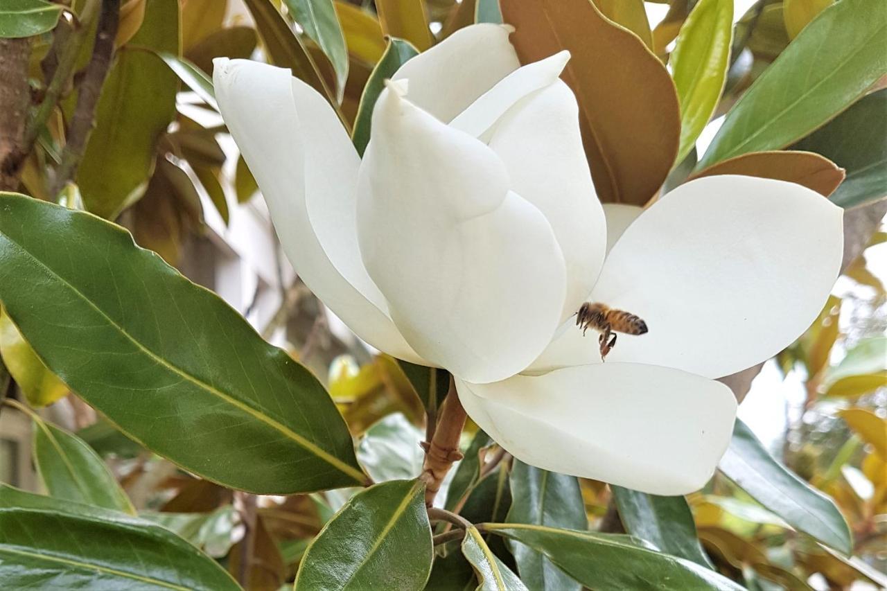 Healesville House - Magnolia House ภายนอก รูปภาพ